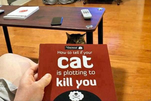 Cat is secretly planning to kill you